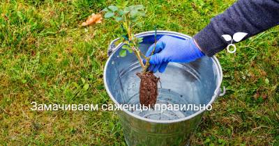 Замачиваем саженцы правильно - botanichka.ru