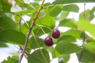 Почему мало ягод на вишне: хитрости, которые заставят ее плодоносить - belnovosti.by