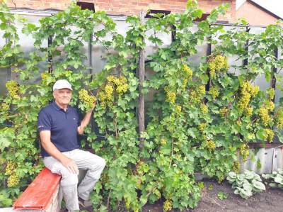 Пенсионер из Камышлова не только выращивает, но и с успехом реализует часть своего урожая винограда - oblgazeta.ru - г. Виноград