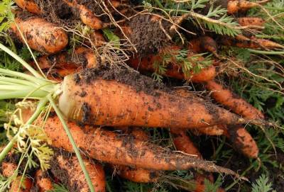 Зачем семена моркови припудривать обычным крахмалом: советы опытных огородников - belnovosti.by