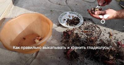 Как правильно выкапывать и хранить гладиолусы? - botanichka.ru