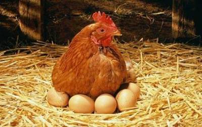 Органы яйцеобразования у курицы - sad-dacha-ogorod.com