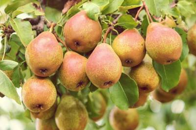 Как повысить зимостойкость плодовых деревьев: секреты опытных дачников - belnovosti.by