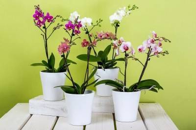 Что не любят орхидеи: ошибки хозяек, которые губят цветок - belnovosti.by