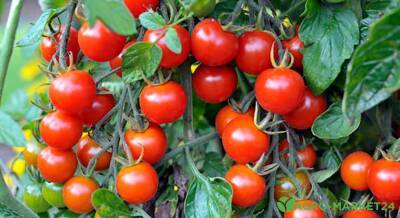 Лучшие сорта томатов черри - agro-market24.ru
