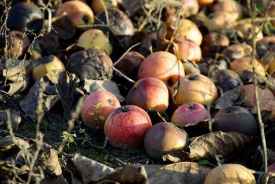 Можно ли яблоки бросать в компостную кучу: непростительные ошибки дачников - belnovosti.by