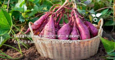 Бататовые тонкости — какие сорта как лучше употребить? - botanichka.ru