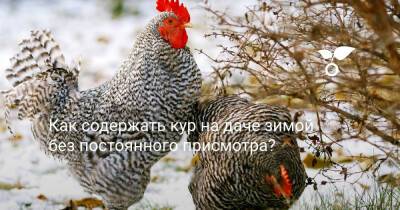 Как содержать кур на даче зимой без постоянного присмотра? - botanichka.ru