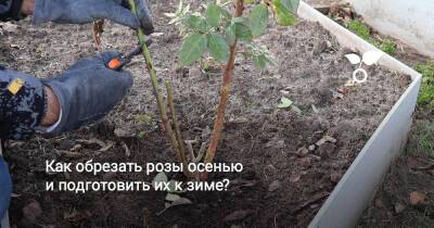 Как обрезать розы осенью и подготовить их к зиме? - botanichka.ru