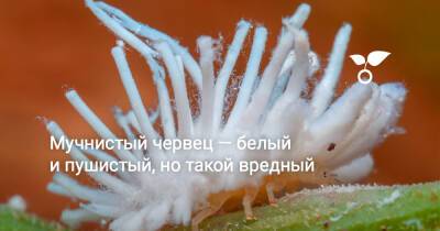 Мучнистый червец — белый и пушистый, но такой вредный - botanichka.ru