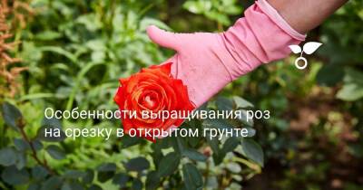 Особенности выращивания роз на срезку в открытом грунте - botanichka.ru