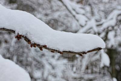 Какие кусты и деревья на зиму нужно связать и зачем - ogorod.ru