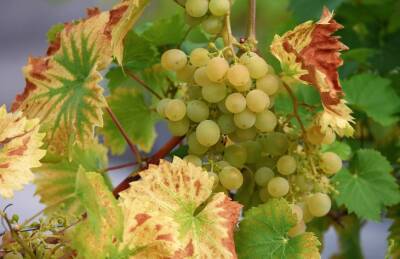 Чем обработать виноград, чтобы защитить его от вредителей: секреты опытных огородников - belnovosti.by