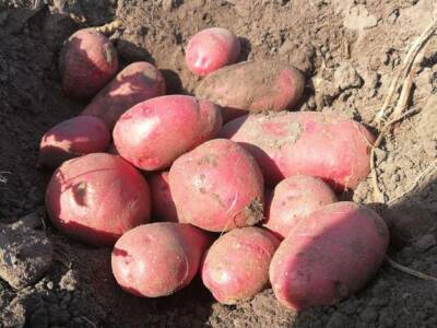 Сорт картофеля Альвара: характеристика и описание, фото, отзывы - fermilon.ru - Германия