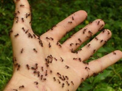 Как избавиться от муравьёв с помощью банана: хитрость, о которой на слышали - belnovosti.by