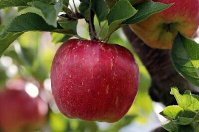 Чем подкормить яблоню на зиму, чтобы лучше плодоносила - belnovosti.by