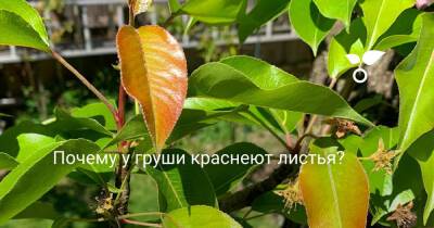 Почему у груши краснеют листья? - botanichka.ru