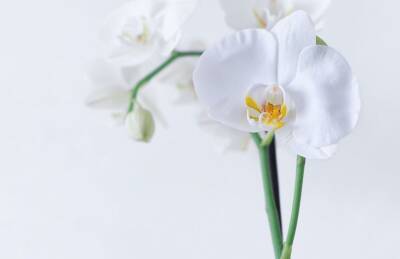 Нужно ли обрезать цветонос у орхидеи после того, как она отцвела - belnovosti.by
