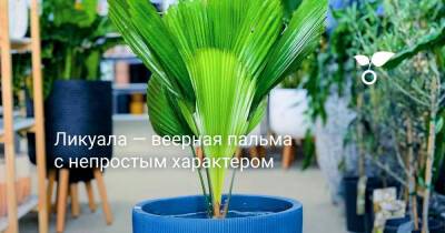 Ликуала — веерная пальма с непростым характером - botanichka.ru