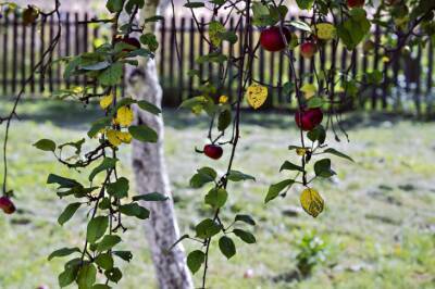 Как подготовить молодую яблоню к зиме: ошибки, которые допускают дачники - belnovosti.by