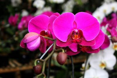 Как правильно поливать орхидею дома: непростительные ошибки хозяек - belnovosti.by