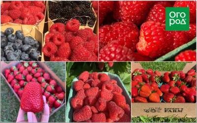 Как вырастить вкусную ягоду? Секретами делится хозяйка ягодной фермы - ogorod.ru