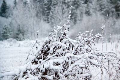 Как опытные дачники используют в саду и огороде первый выпавший снег - belnovosti.by