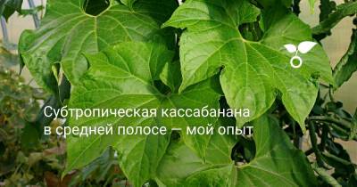 Субтропическая кассабанана в средней полосе — мой опыт - botanichka.ru