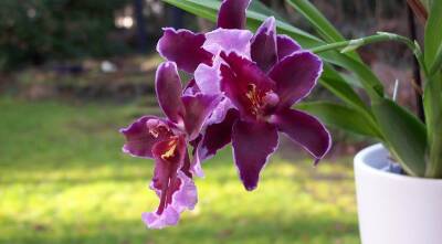 Buu Lady - Самые устойчивые и простые в уходе орхидеи для дома - supersadovnik.ru - Тайвань