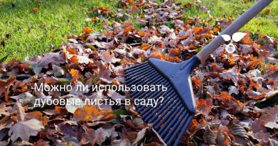 Можно ли использовать дубовые листья в саду? - botanichka.ru
