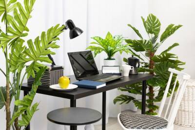 Как создать зеленый оазис на рабочем столе: идеи с фото - ogorod.ru