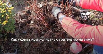 Как укрыть крупнолистную гортензию на зиму? - botanichka.ru