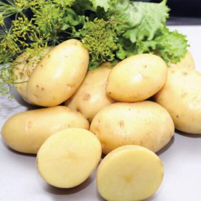 Сорт картофеля Нандина: характеристика, отзывы, фото - fermilon.ru - Россия - Германия