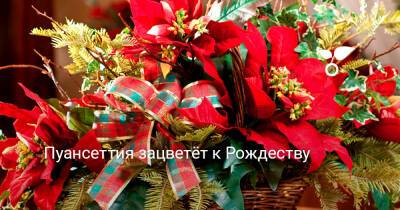 Пуансеттия зацветёт к Рождеству - botanichka.ru