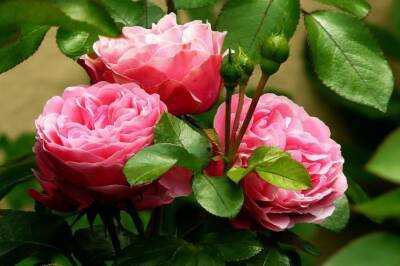 Как подготовить нежные розы к холодам: непростительные ошибки дачников - belnovosti.by