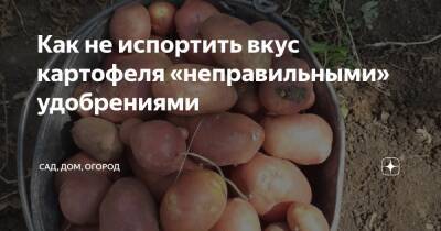 Как не испортить вкус картофеля «неправильными» удобрениями - zen.yandex.ru