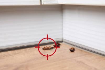 Не получается вывести тараканов, муравьев или блох в квартире? Решение найдено – результат 100%! - ogorod.ru