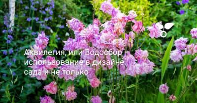 Аквилегия, или Водосбор — использование в дизайне сада и не только - botanichka.ru