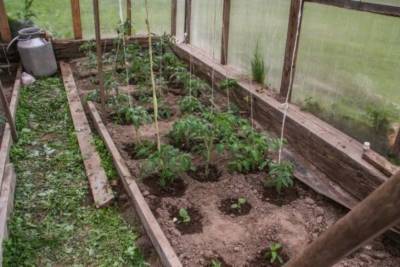 Какие сидераты сеять в теплице осенью под новый посев томатов - belnovosti.by