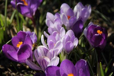 Цветы для дачи: выбираем самые неприхотливые цветы - fermilon.ru - г. Виноград