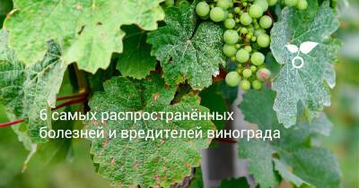 6 самых распространённых болезней и вредителей винограда - botanichka.ru - г. Виноград