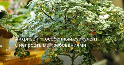 Аихризон — особенный суккулент с непростыми требованиями - botanichka.ru