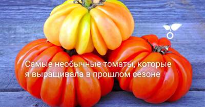 Самые необычные томаты, которые я выращивала в прошлом сезоне - botanichka.ru