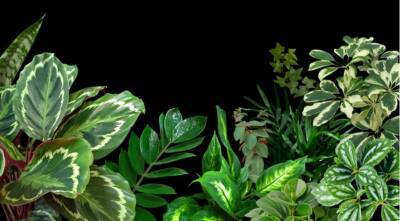 Стойкие оловянные солдатики: 16 комнатных растений, которым не нужно дополнительное освещение зимой - supersadovnik.ru