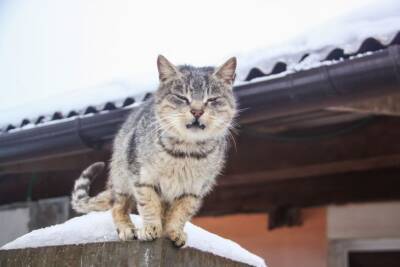Как быстро отпугнуть чужих кошек в своем саду: хитрости дачников - belnovosti.by