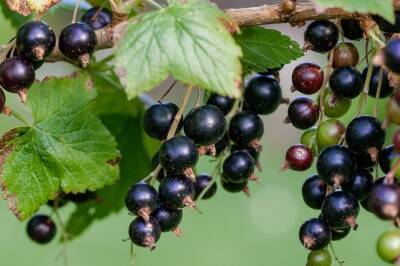 Чтобы ягоды выросли размером с виноград: копеечная подкормка для смородины - belnovosti.by