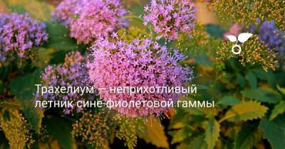 Трахелиум — неприхотливый летник сине-фиолетовой гаммы - botanichka.ru