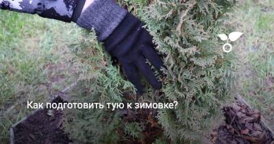 Как подготовить тую к зимовке? - botanichka.ru