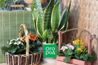 Не только алоэ: 9 целебных комнатных растений, о которых вы не знали - ogorod.ru - Китай