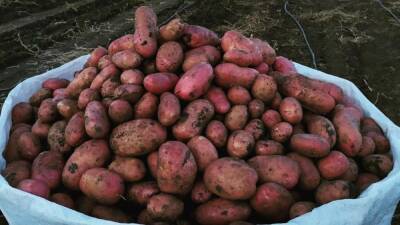 Сорт картофеля Мемфис: характеристика, фото, отзывы - fermilon.ru - Голландия
